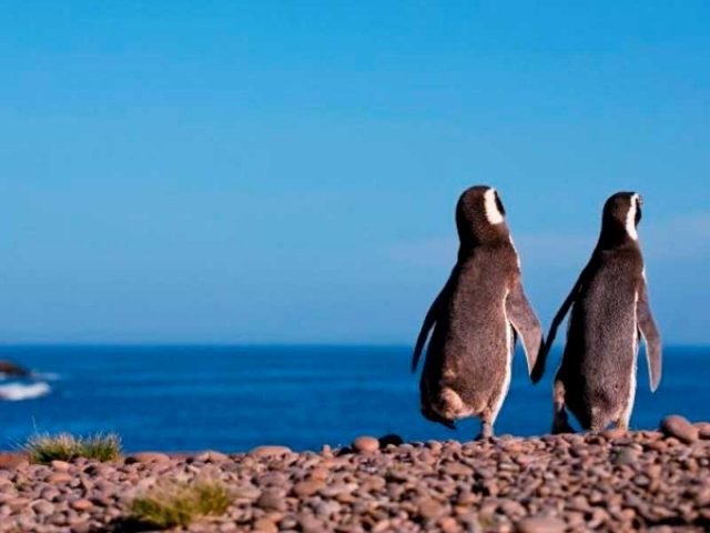 Pingüinera Punta Tombo