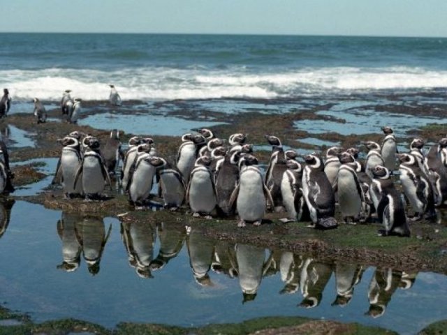 Día 7: Isla Magdalena - Punta Arenas 